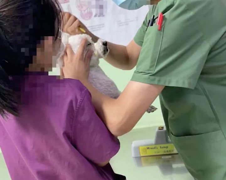 博美狗狗 美容_博美改名星團(tuán)美容_白色博美犬的美容護(hù)理