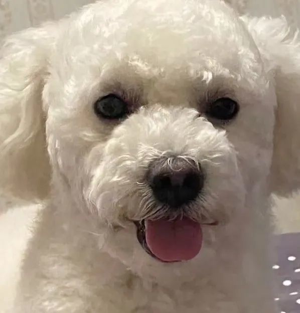博美狗狗 美容_博美改名星團(tuán)美容_白色博美犬的美容護(hù)理
