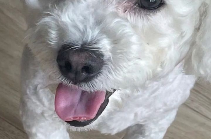 白色博美犬的美容護(hù)理_博美狗狗 美容_博美改名星團(tuán)美容