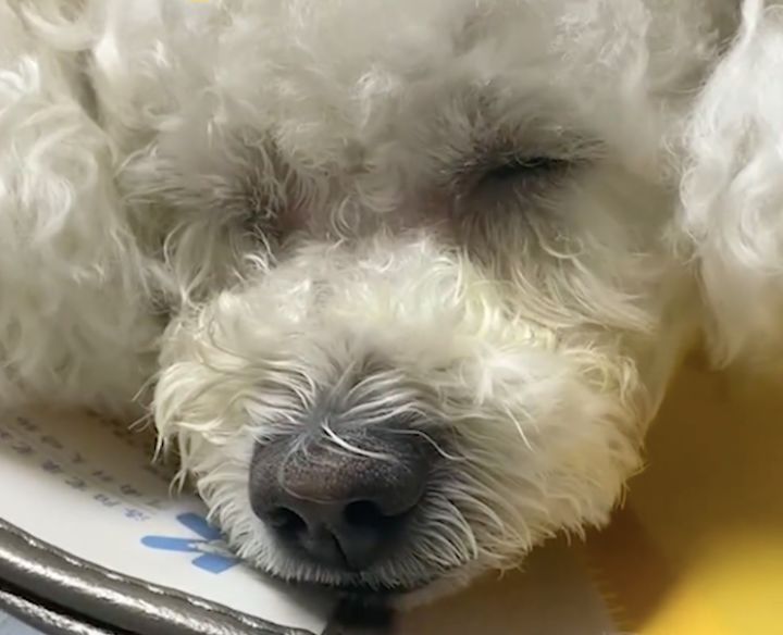 博美改名星團(tuán)美容_白色博美犬的美容護(hù)理_博美狗狗 美容