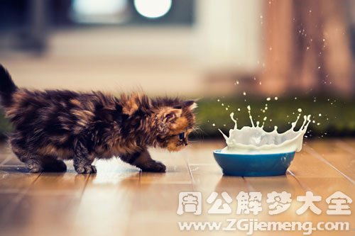 孕婦夢見貓被淹死_夢見貓淹死在水里_夢見自己孩子掉水淹死