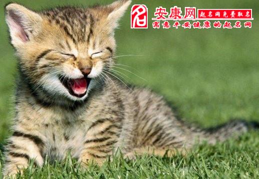 夢見貓淹死在水里_周公解夢夢見被水淹死_夢見貓淹死了又活過來