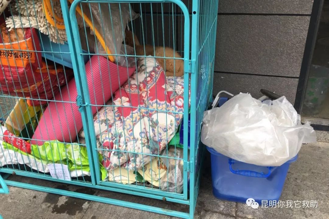 在寵物店買到病狗怎么維權(quán)_寵物店買病狗_寵物店賣病狗怎么投訴