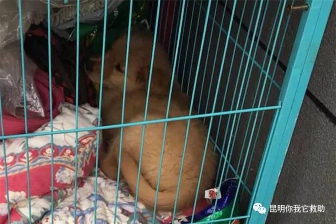 寵物店賣病狗怎么投訴_在寵物店買到病狗怎么維權(quán)_寵物店買病狗