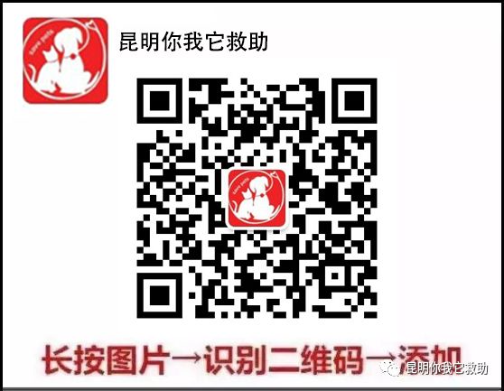 在寵物店買到病狗怎么維權(quán)_寵物店買病狗_寵物店賣病狗怎么投訴