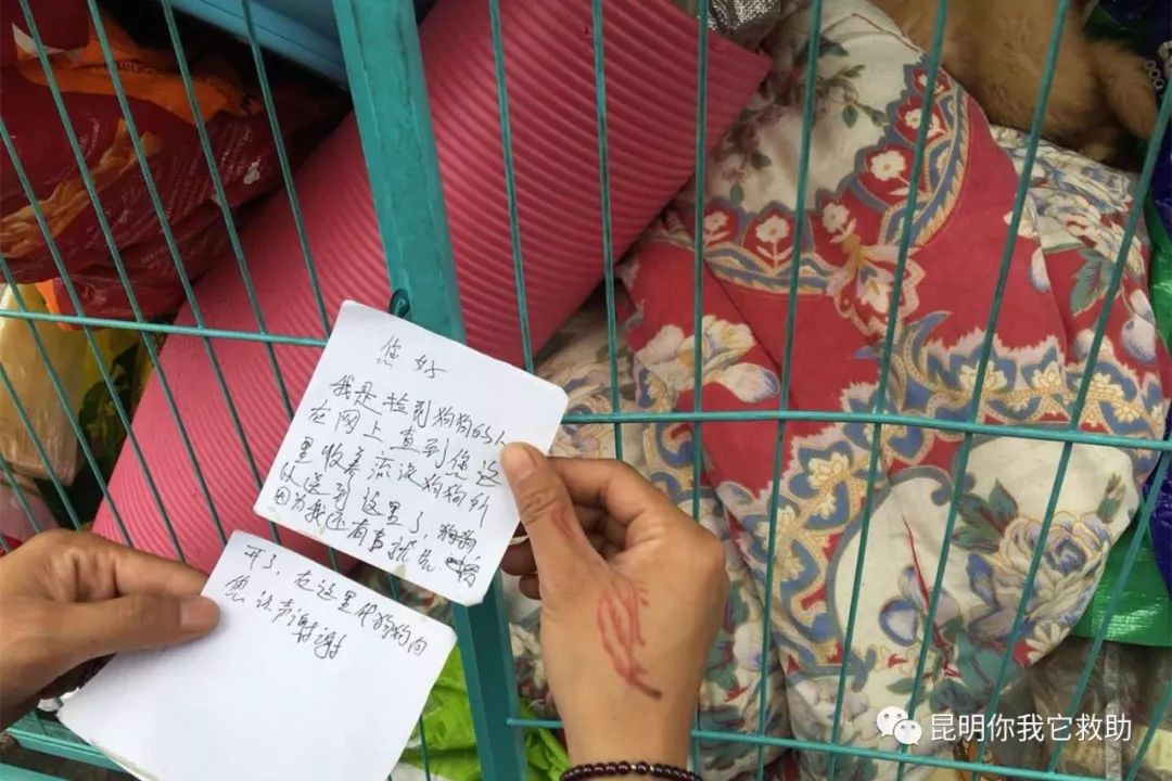 寵物店買病狗_寵物店賣病狗怎么投訴_在寵物店買到病狗怎么維權(quán)