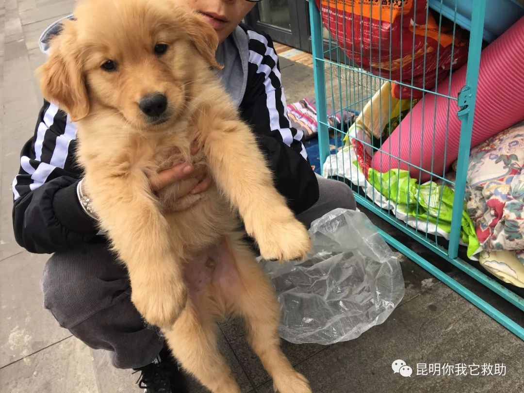 在寵物店買到病狗怎么維權(quán)_寵物店買病狗_寵物店賣病狗怎么投訴