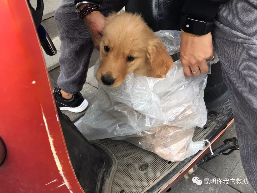 寵物店買病狗_在寵物店買到病狗怎么維權(quán)_寵物店賣病狗怎么投訴