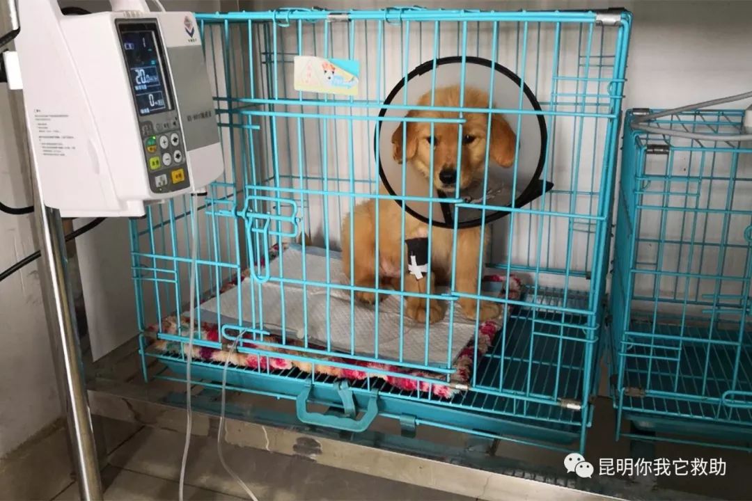 寵物店賣病狗怎么投訴_寵物店買病狗_在寵物店買到病狗怎么維權(quán)