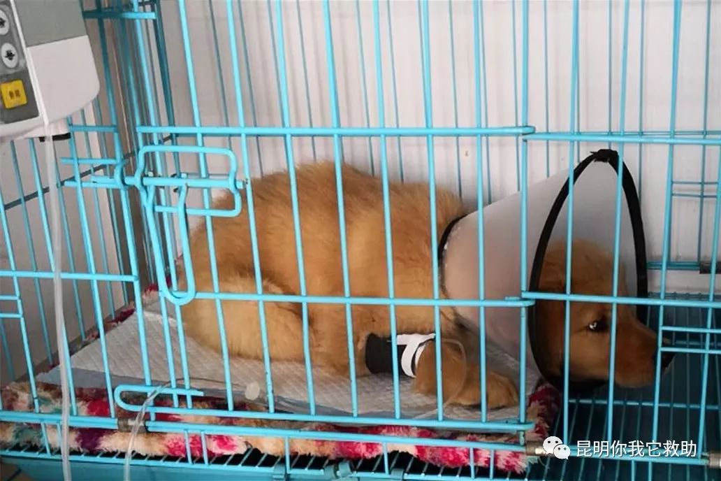 寵物店賣病狗怎么投訴_在寵物店買到病狗怎么維權(quán)_寵物店買病狗