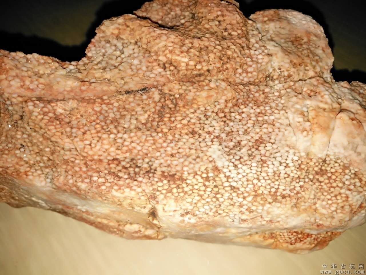 烏龜化石值多少錢_烏龜完整實(shí)體化石_樹化石值錢嗎