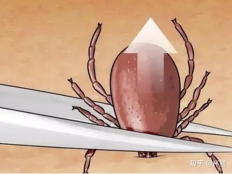 巨人觀 蜱蟲狗_狗蜱蟲治療_家養(yǎng)狗蜱蟲