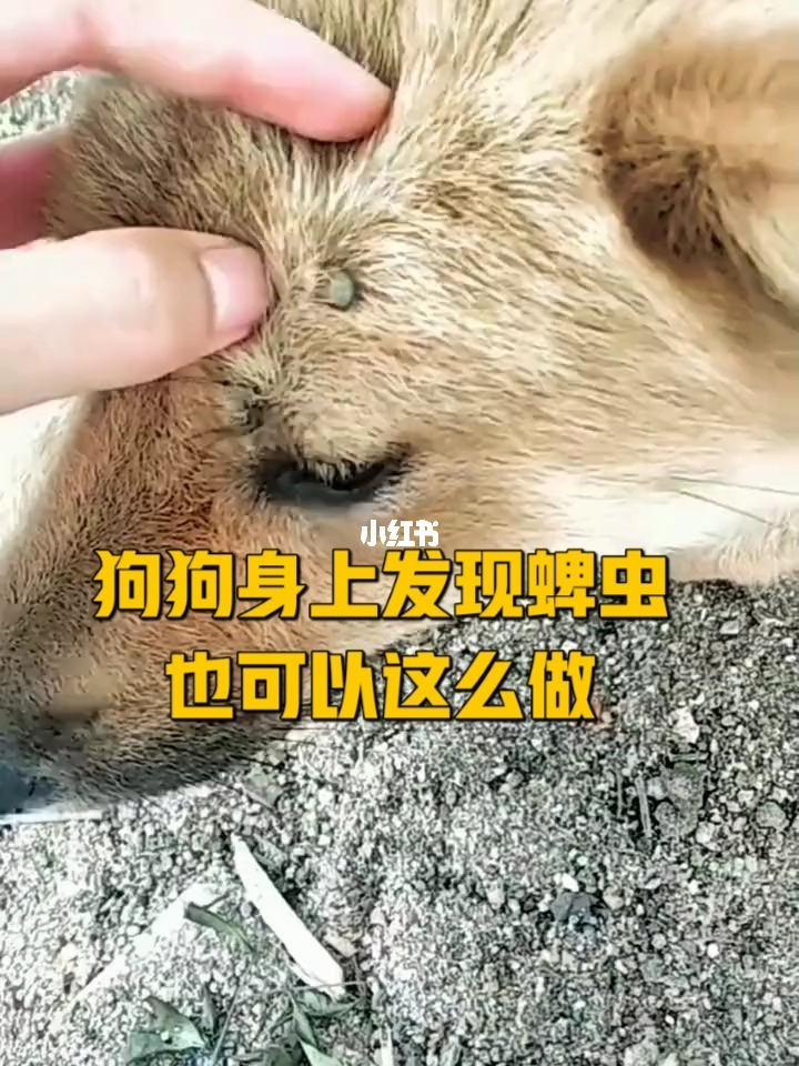 家養(yǎng)狗蜱蟲_狗蜱蟲治療_巨人觀 蜱蟲狗
