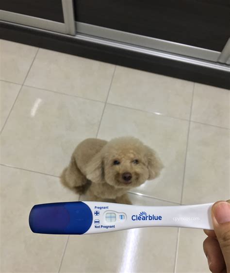 懷孕3個(gè)月可以看出孩子是誰(shuí)的嗎