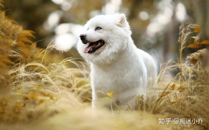 吉娃娃雜交狗_純種狗和雜交狗哪個(gè)貴_純種狗和雜交狗配