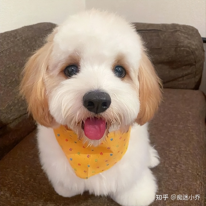 吉娃娃雜交狗_純種狗和雜交狗配_純種狗和雜交狗哪個(gè)貴