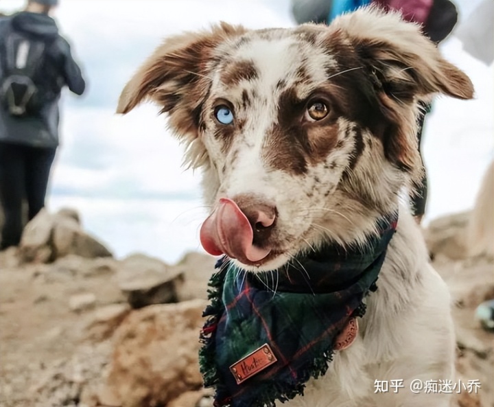 純種狗和雜交狗配_純種狗和雜交狗哪個(gè)貴_吉娃娃雜交狗