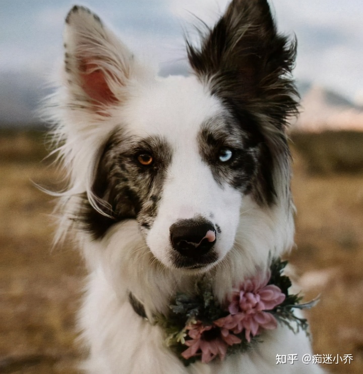 吉娃娃雜交狗_純種狗和雜交狗配_純種狗和雜交狗哪個(gè)貴