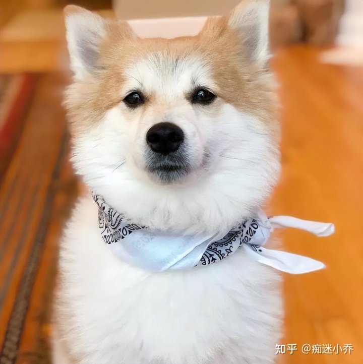 純種狗和雜交狗哪個(gè)貴_純種狗和雜交狗配_吉娃娃雜交狗