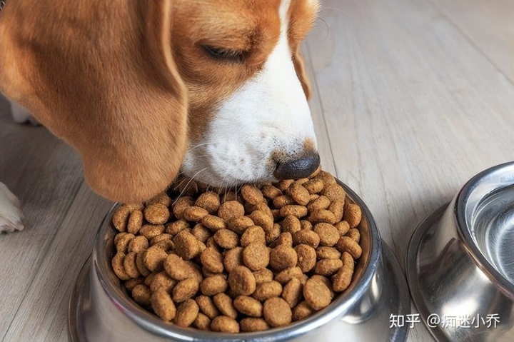 純種狗和雜交狗配_吉娃娃雜交狗_純種狗和雜交狗哪個(gè)貴