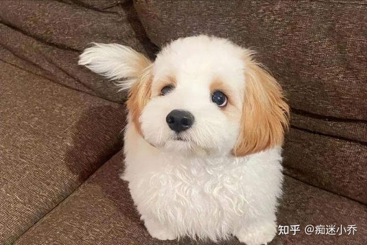 吉娃娃雜交狗_純種狗和雜交狗哪個(gè)貴_純種狗和雜交狗配