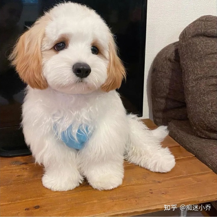 純種狗和雜交狗配_純種狗和雜交狗哪個(gè)貴_吉娃娃雜交狗