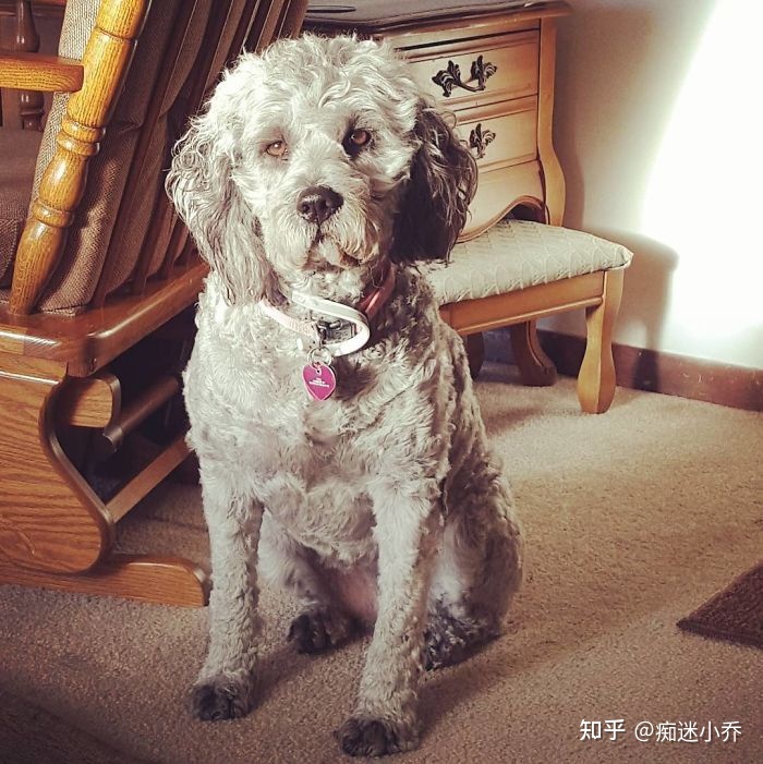 純種狗和雜交狗配_吉娃娃雜交狗_純種狗和雜交狗哪個(gè)貴