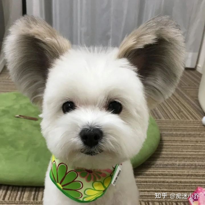 純種狗和雜交狗配_吉娃娃雜交狗_純種狗和雜交狗哪個(gè)貴