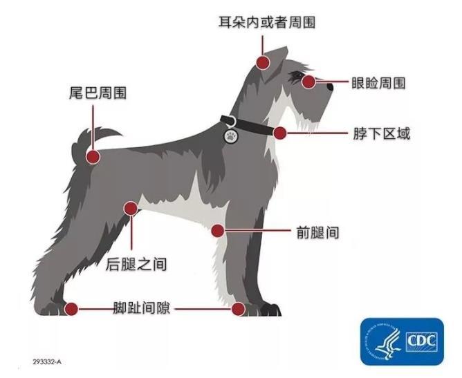 狗身上的蜱蟲_家養(yǎng)狗蜱蟲_蜱蟲狗密集動(dòng)態(tài)圖