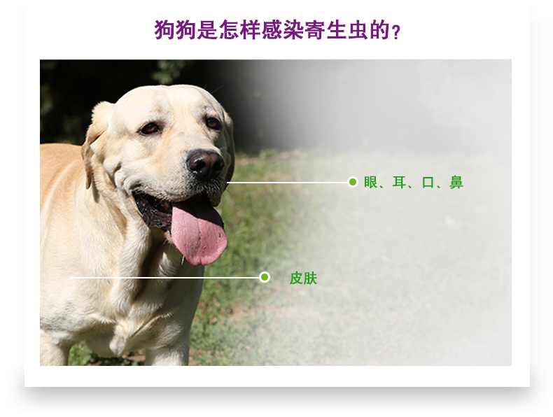 狗身上的蜱蟲_蜱蟲狗密集動(dòng)態(tài)圖_家養(yǎng)狗蜱蟲
