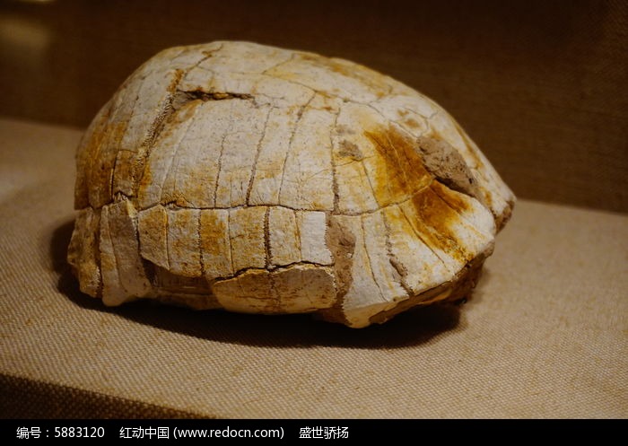 烏龜化石是怎么形成_烏龜化石值多少錢_最值錢的烏龜化石圖片