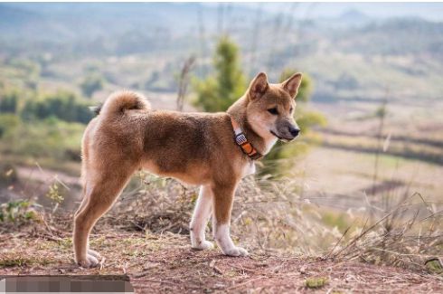 黑色大型犬品種圖片_大耳朵狗立狗品種大全_黑色的狗都有什么品種