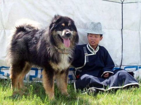 黑色大型犬品種圖片_黑色的狗都有什么品種_大耳朵狗立狗品種大全
