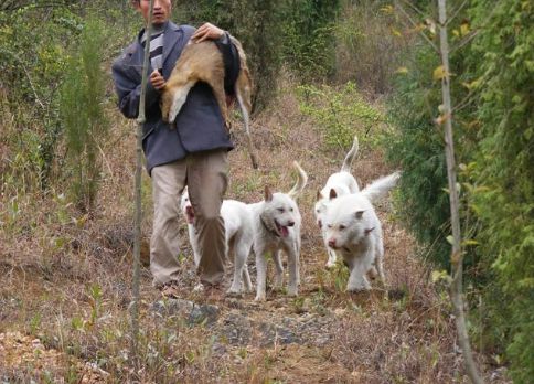黑色的狗都有什么品種_黑色大型犬品種圖片_大耳朵狗立狗品種大全