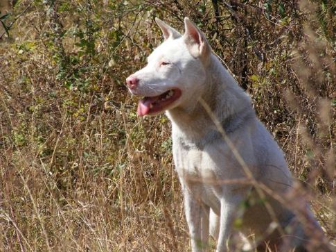 黑色大型犬品種圖片_黑色的狗都有什么品種_大耳朵狗立狗品種大全