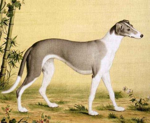 大耳朵狗立狗品種大全_黑色大型犬品種圖片_黑色的狗都有什么品種