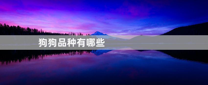 狗狗品種有哪些
