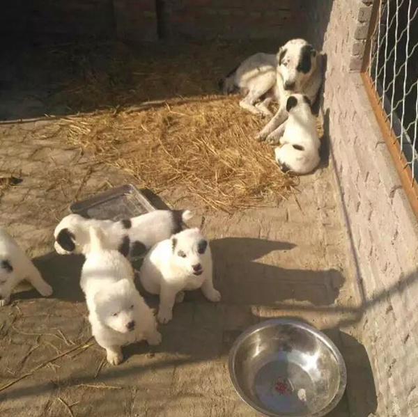 肉食狗什么品種長得快包回收送飼料