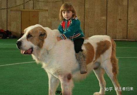 番禺養(yǎng)狗_養(yǎng)什么狗最賺錢(qián)又好養(yǎng)_上班養(yǎng)串串狗好不好養(yǎng)