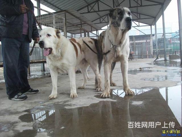 養(yǎng)什么狗最賺錢(qián)又好養(yǎng)_上班養(yǎng)串串狗好不好養(yǎng)_番禺養(yǎng)狗