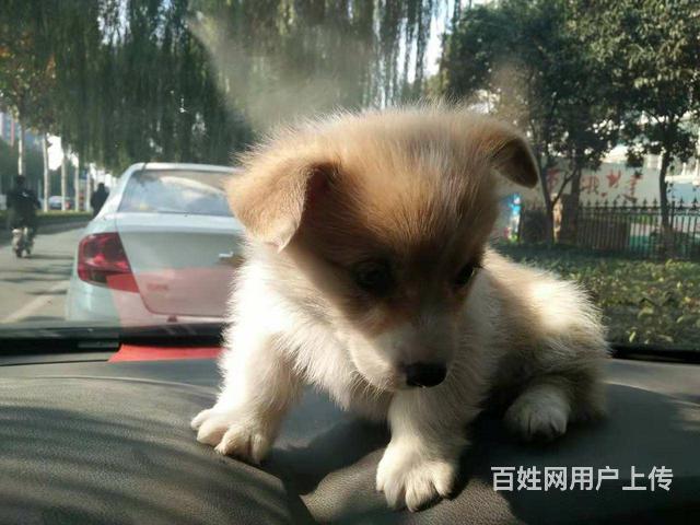 訓(xùn)練狗狗要訓(xùn)練什么_怎么訓(xùn)練狗狗吃_狗狗訓(xùn)練學(xué)校打狗狗嗎