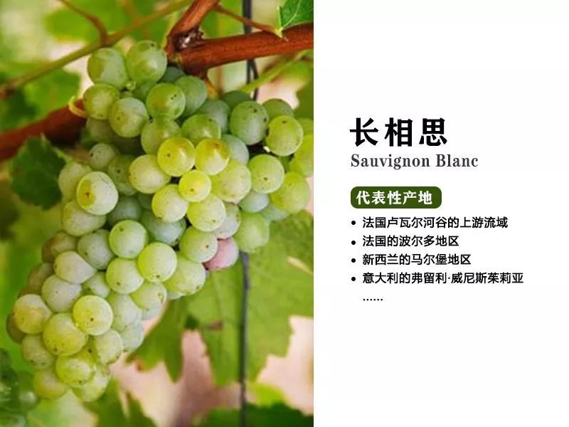 希臘狗品種_品種狗_狗品種