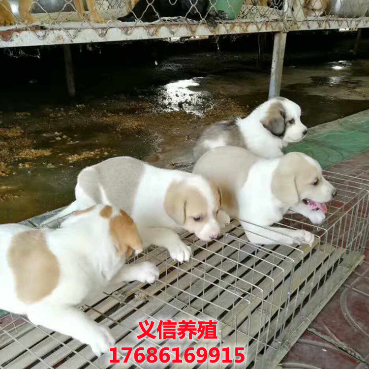 肉食狗品種_肉食狗品種_肉食狗是什么品種