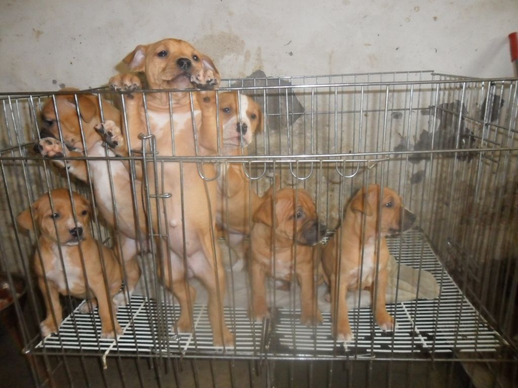 肉食狗是什么品種_肉食狗品種_肉食狗品種