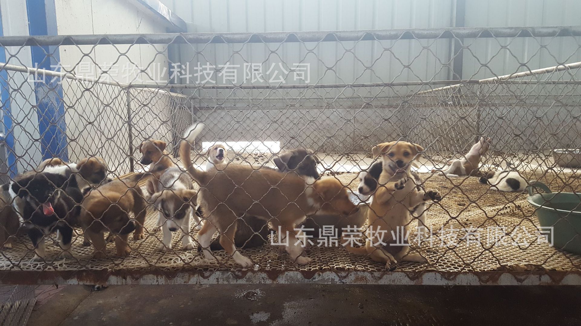 肉食狗是什么品種_肉食狗品種_肉食狗品種