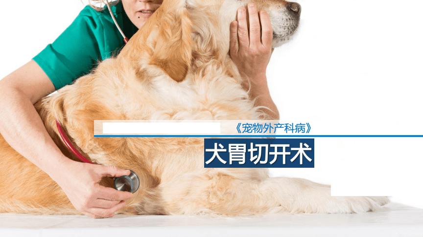 好聽(tīng)的公薩摩耶狗名_薩摩耶狗品種有多少_細(xì)狗品種有哪些品種