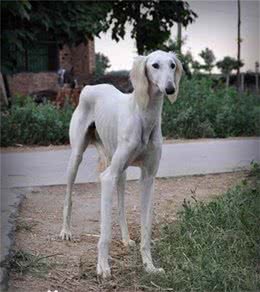 哮天犬的原型，幾近滅絕的中國細犬