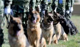 中國正在征用的5種軍警犬，每一只都是保家衛(wèi)國的能手