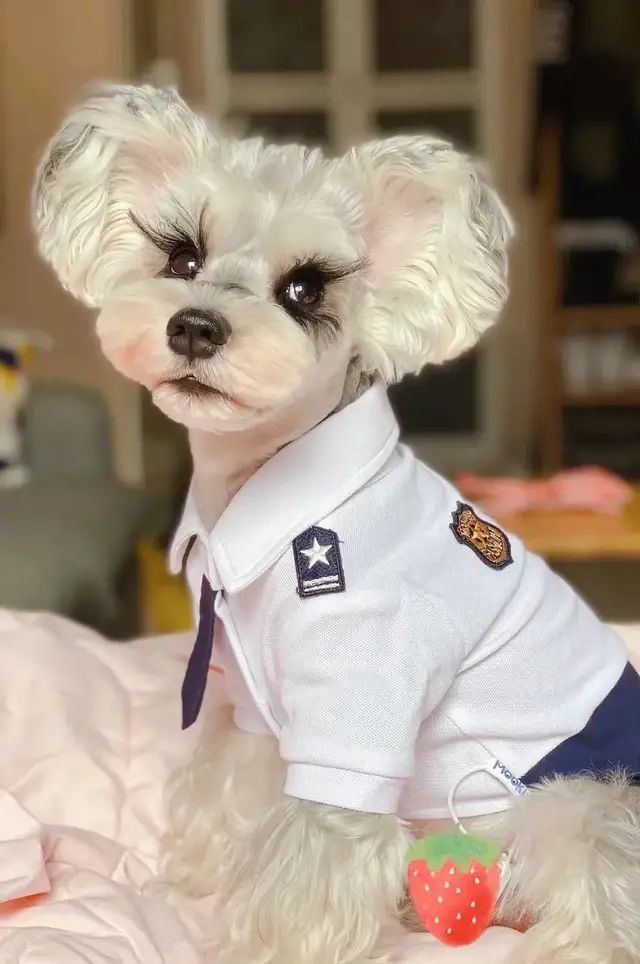 狗狗美容圖片_鄭州金水區(qū)哪家狗狗美容做的好_狗狗美容圖片大全