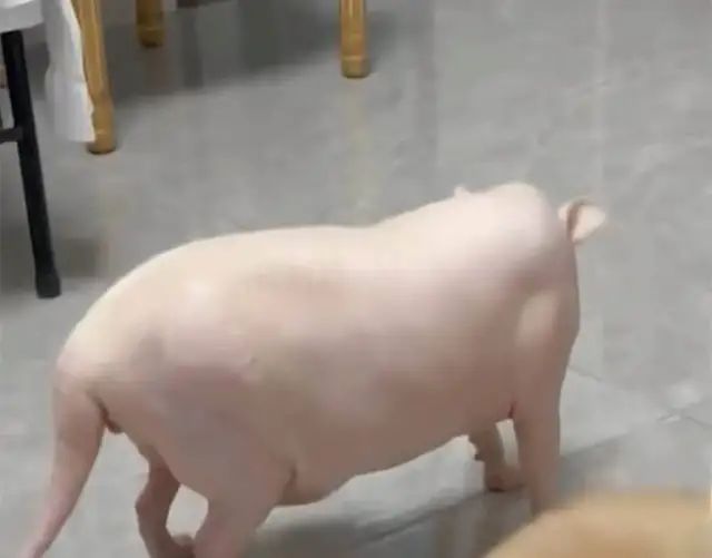 狗狗美容圖片大全_鄭州金水區(qū)哪家狗狗美容做的好_狗狗美容圖片
